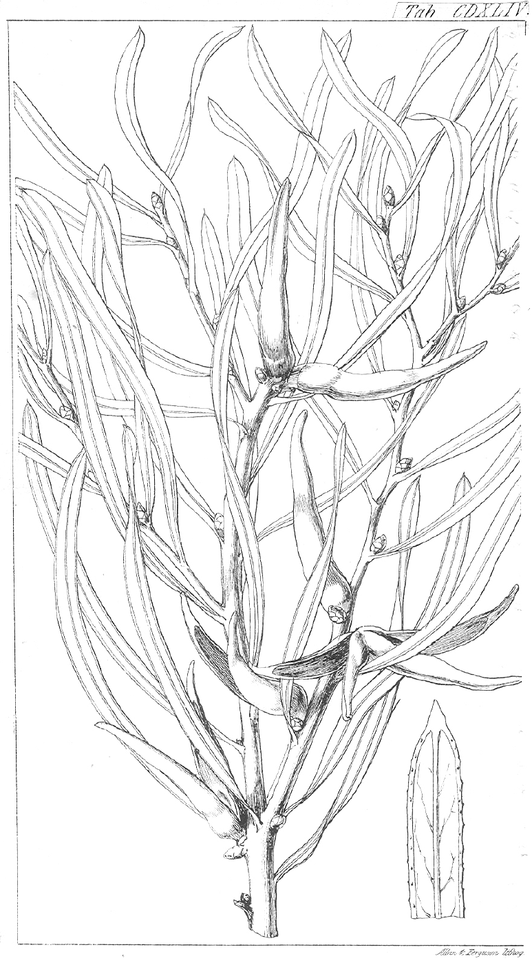 Proteaceae Hakea stenocarpa