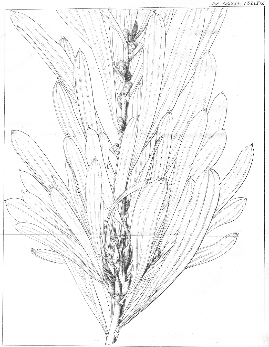 Proteaceae Hakea tricostata