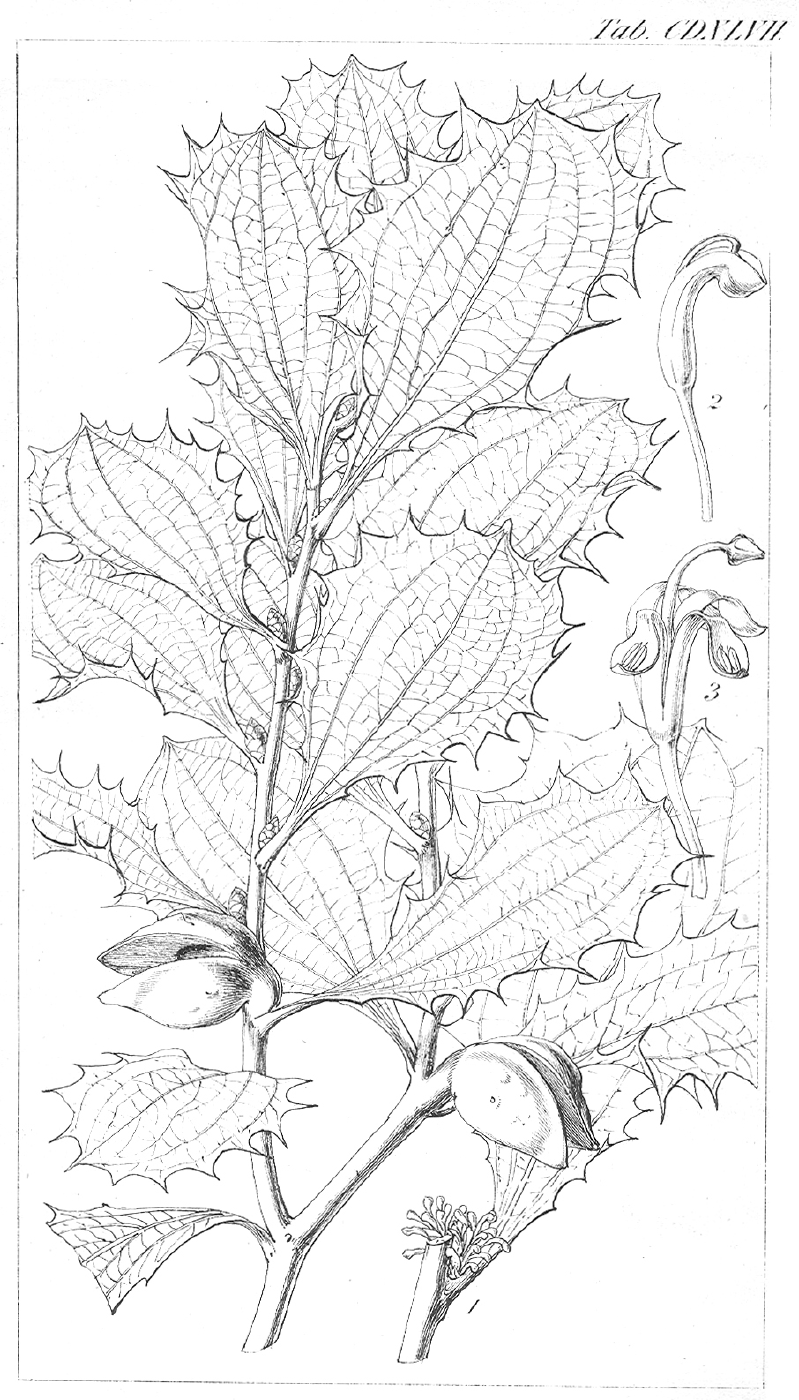Proteaceae Hakea undulata