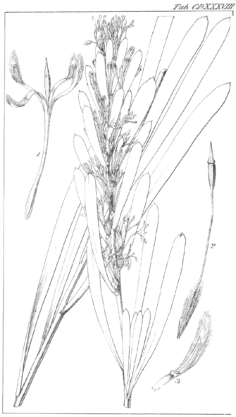 Proteaceae Isopogon axillaris