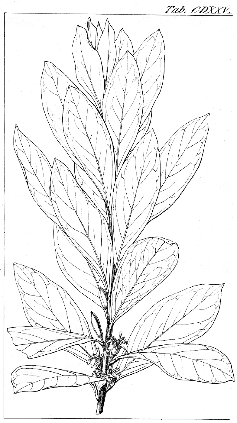 Proteaceae Persoonia elliptica