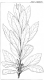 image of Persoonia elliptica