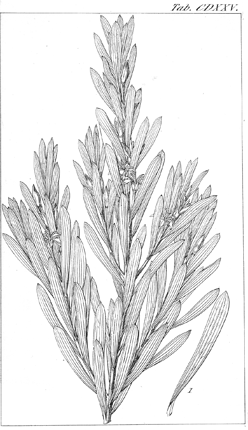 Proteaceae Persoonia quinquenervis