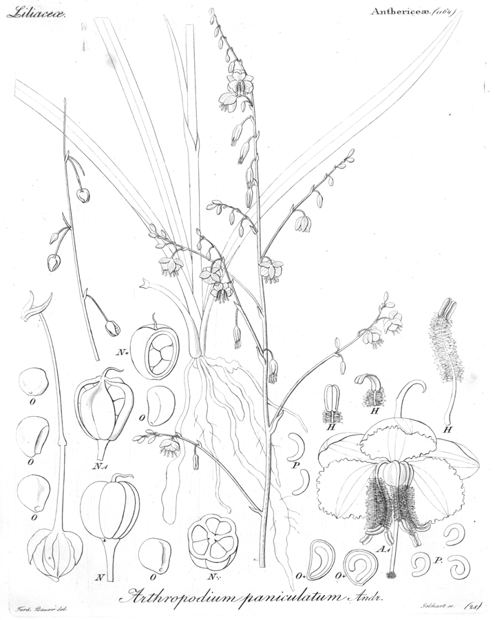 Asparagaceae Arthropodium paniculatum