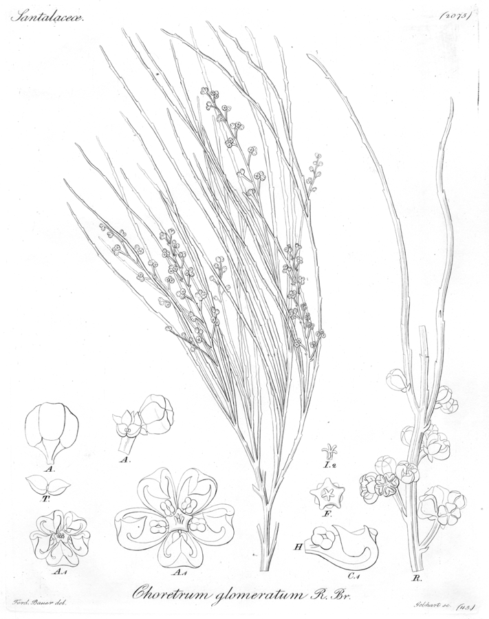 Amphorogynaceae Choretrum glomeratum