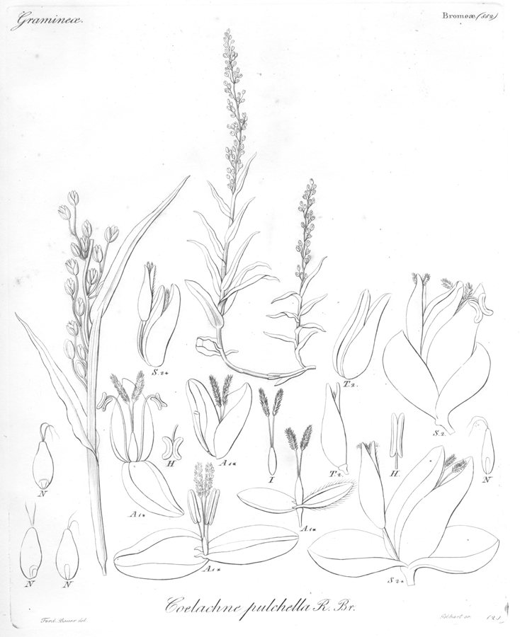 Poaceae Coelachne pulchella