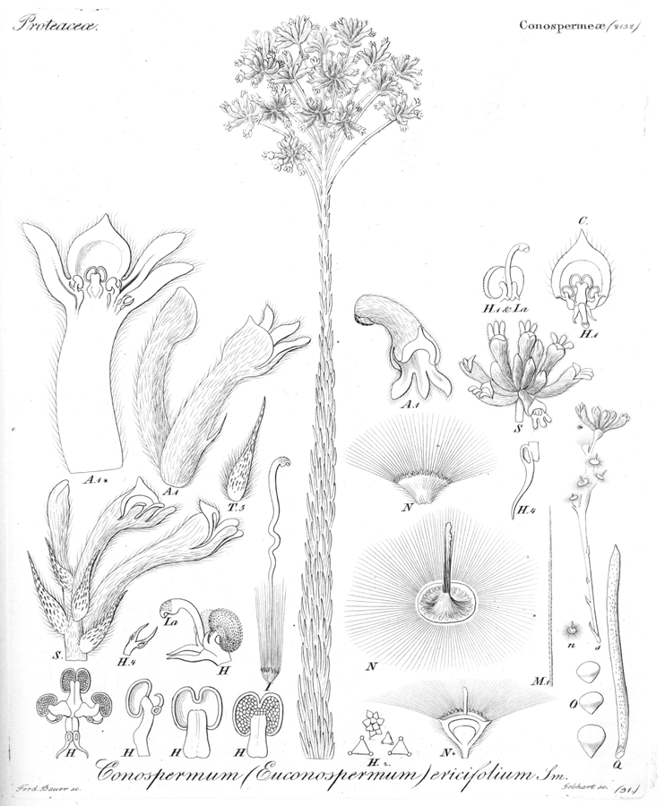 Proteaceae Conospermum ericifolium