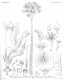 image of Conospermum ericifolium