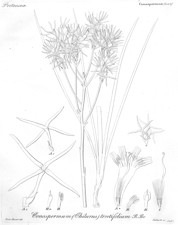 Proteaceae Conospermum teretifolium