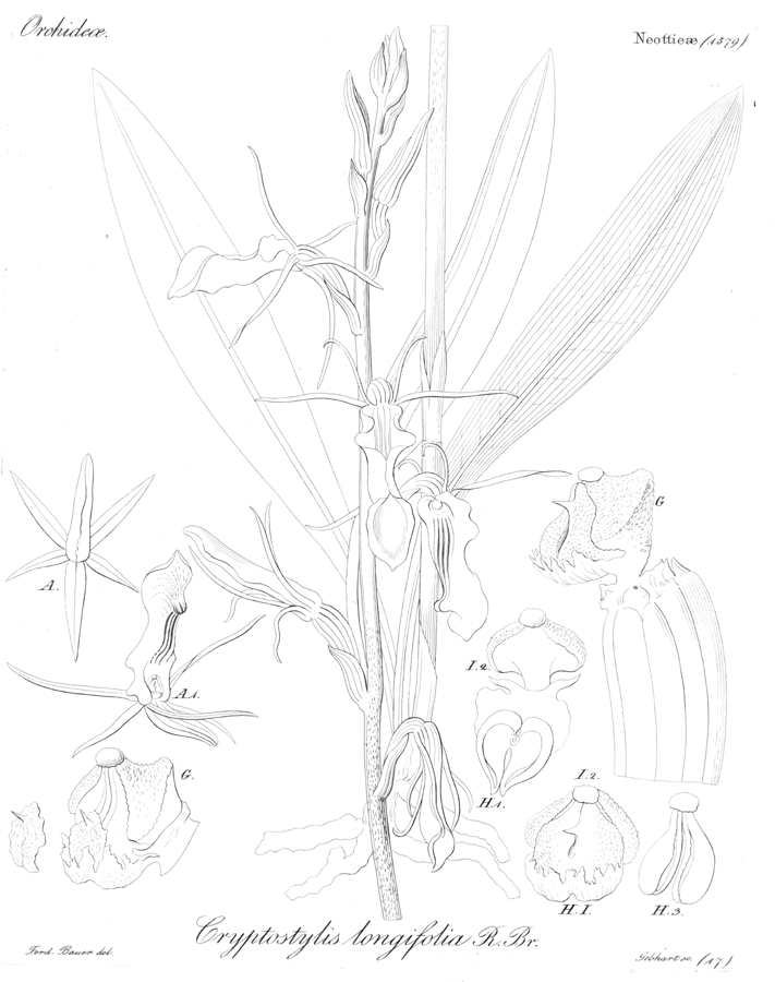 Orchidaceae Cryptostylis longifolia