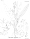 image of Cryptostylis longifolia