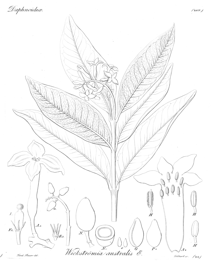 Thymelaeaceae Daphne endlicheriana