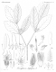image of Doryphora sassafras