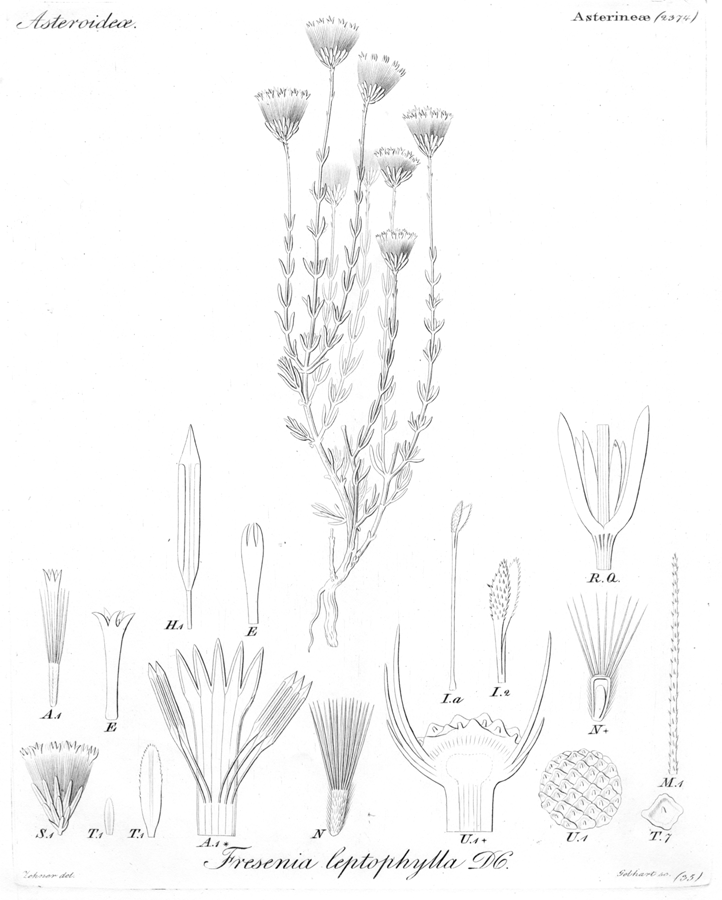 Asteraceae Felicia filifolia subsp. schaeferi