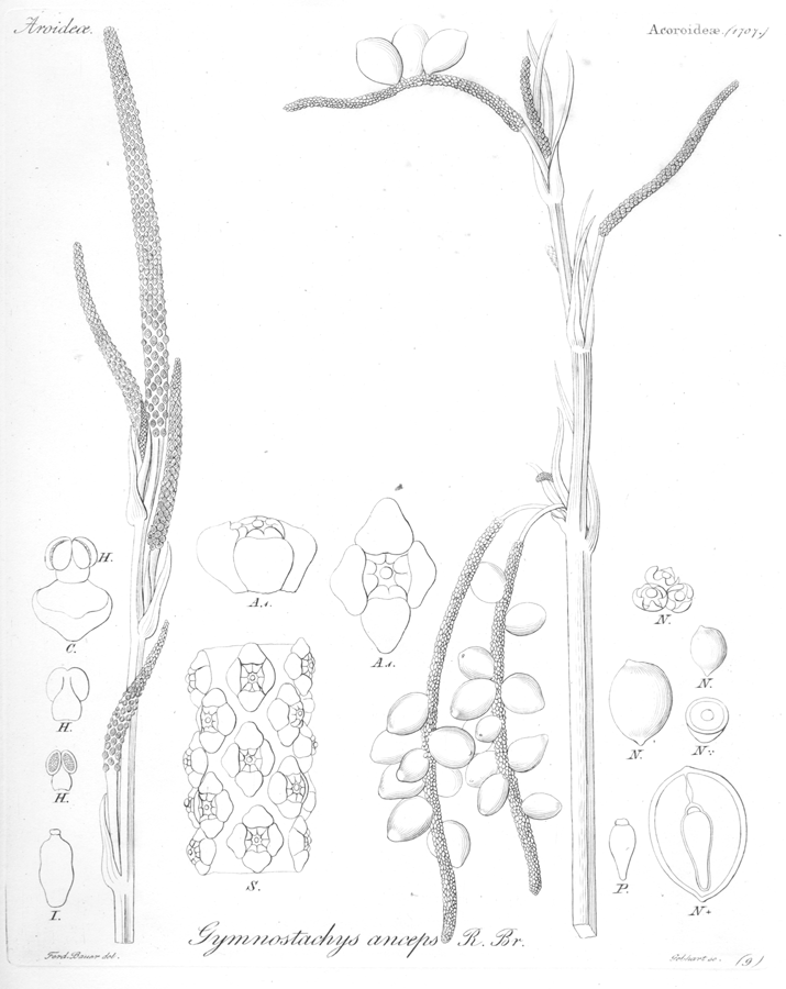 Araceae Gymnostachys anceps