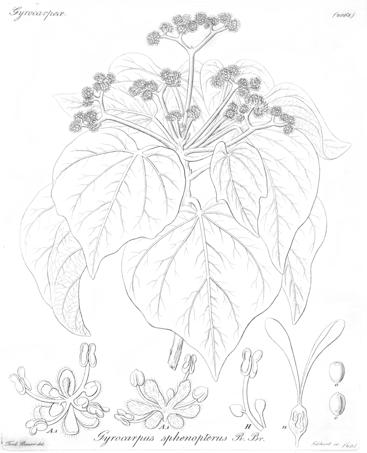 Hernandiaceae Gyrocarpus americanus