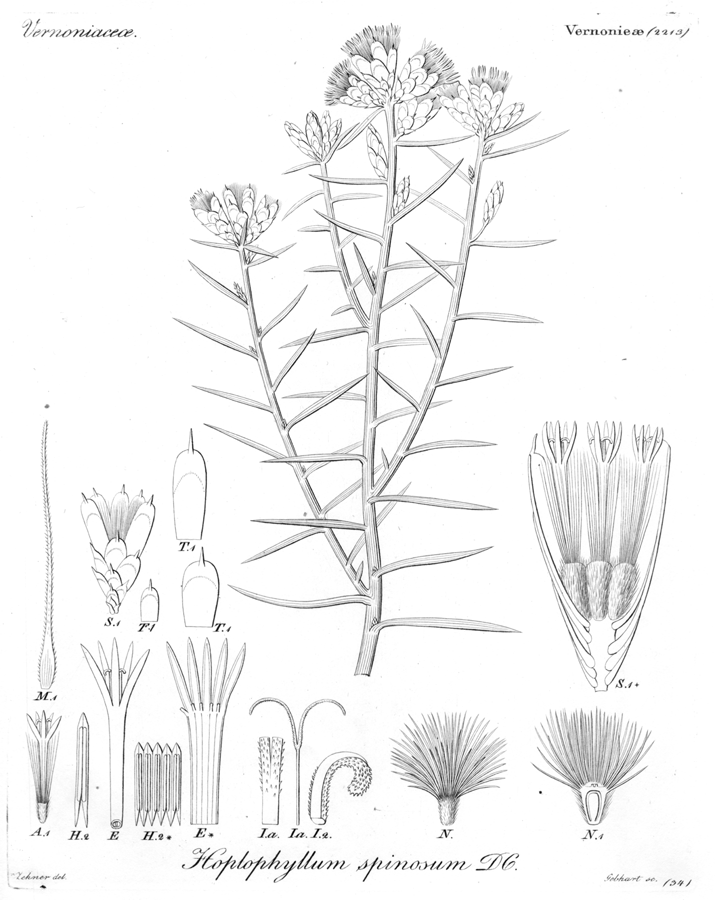 Asteraceae Hoplophyllum spinosum