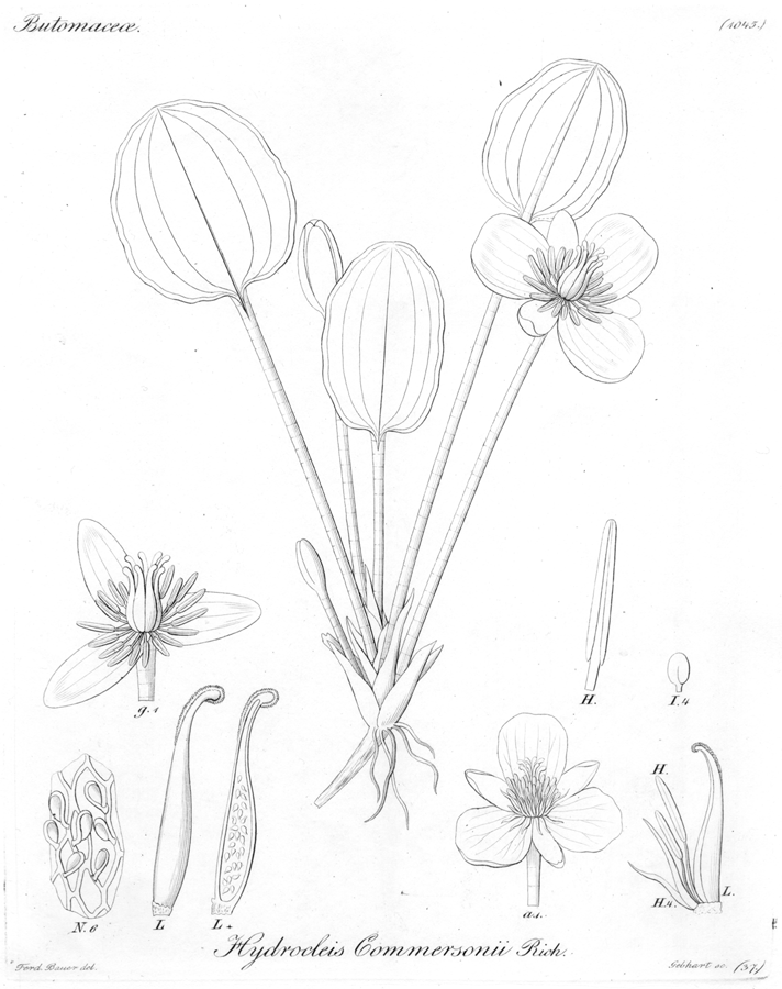 Alismataceae Hydrocleys commersonii
