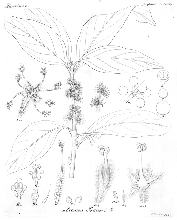 Lauraceae Litsea baueri