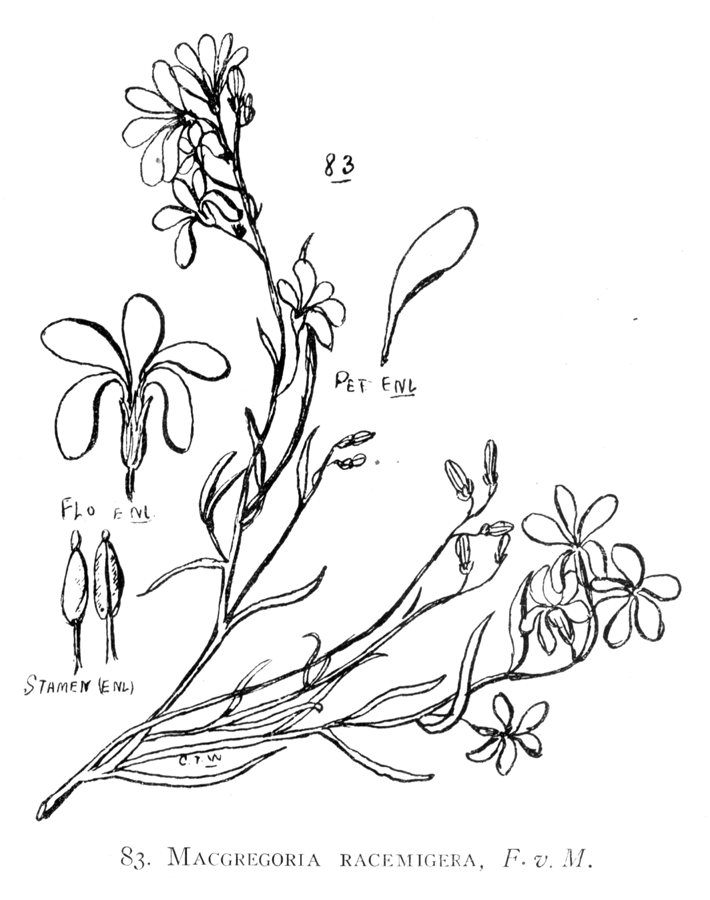 Celastraceae Macgregoria racemigera