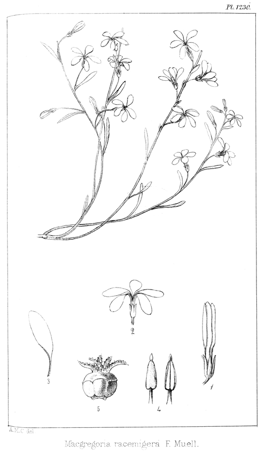 Celastraceae Macgregoria racemigera
