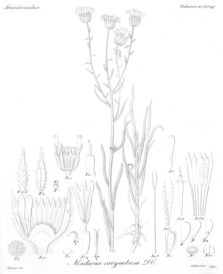 Asteraceae Madia corymbosa