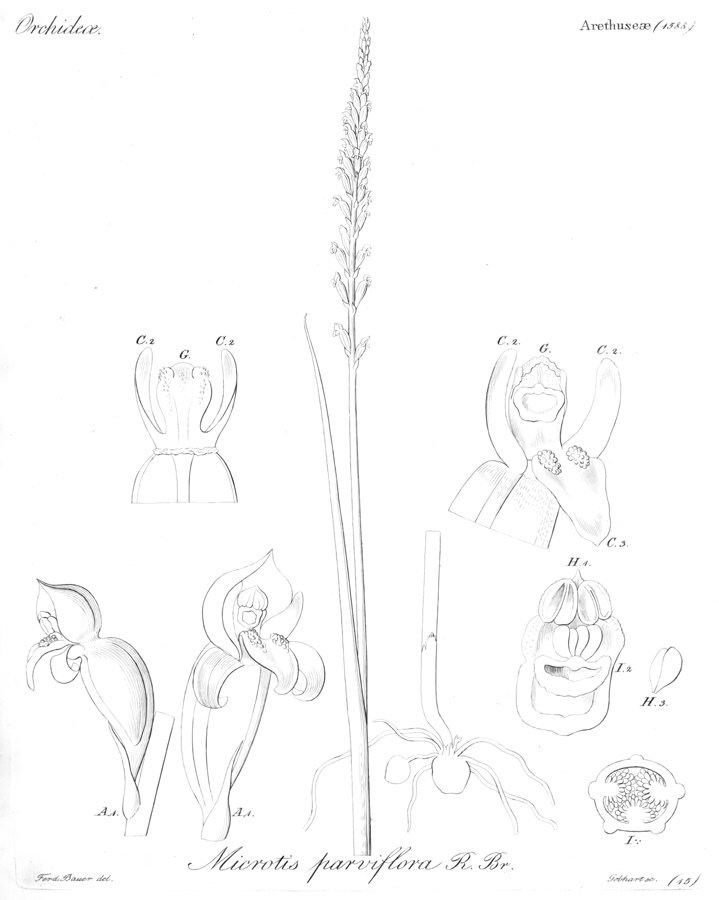 Orchidaceae Microtis parviflora