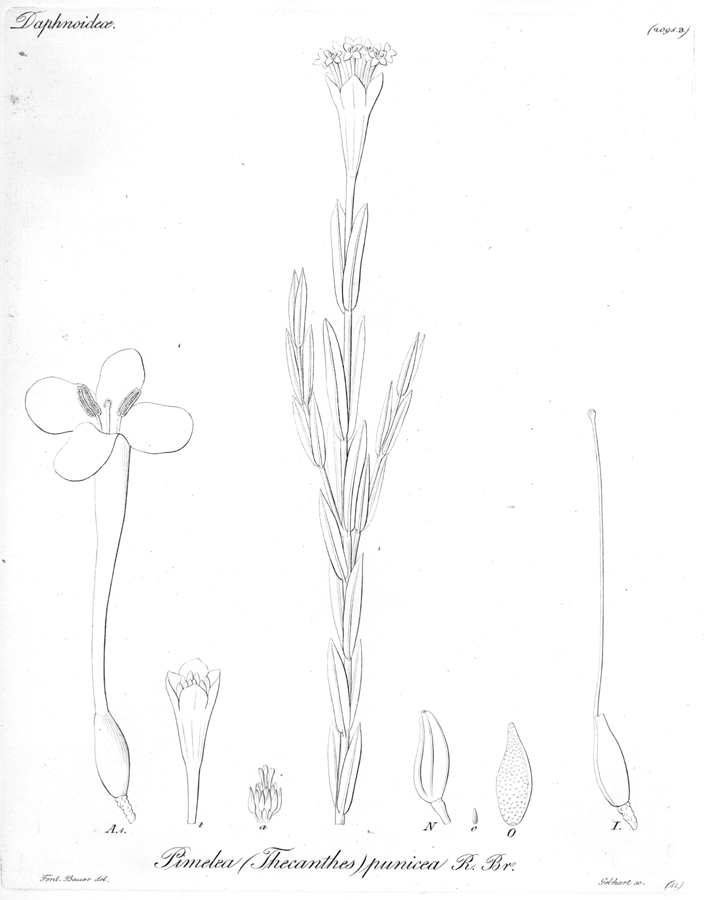 Thymelaeaceae Pimelea punicea