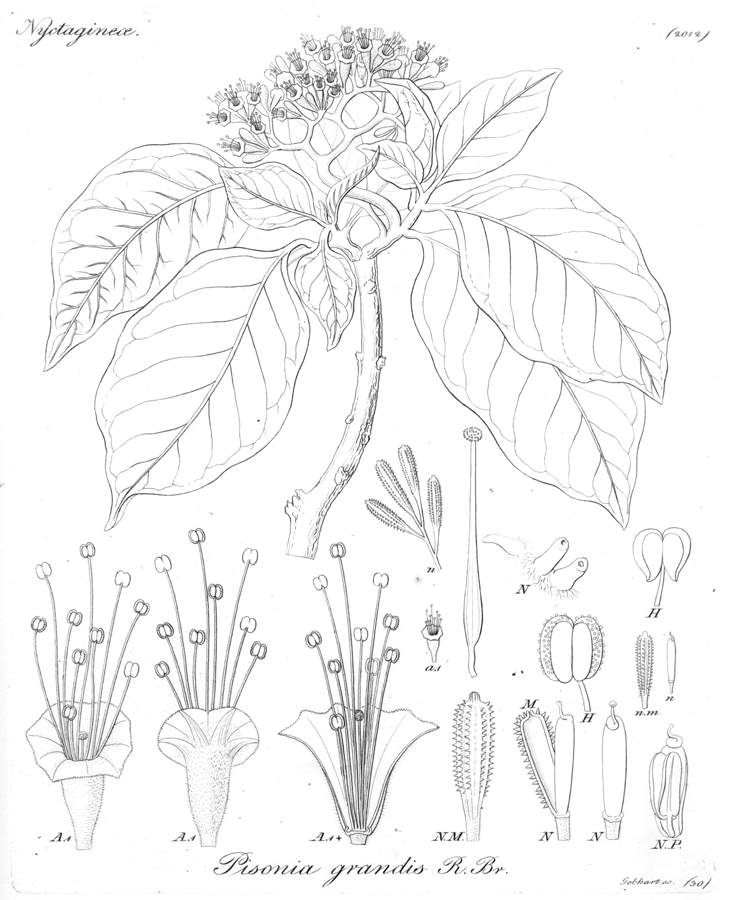 Nyctaginaceae Pisonia grandis