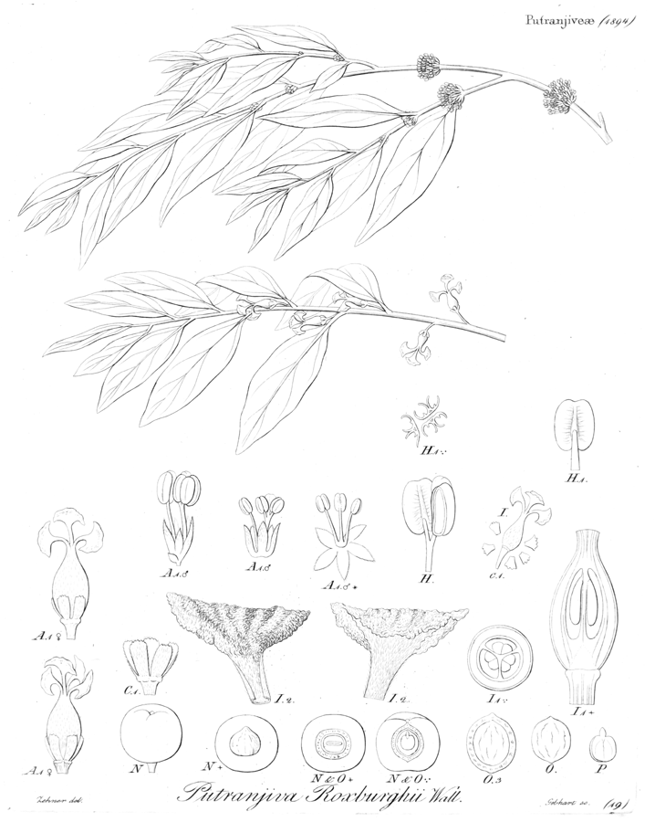 Euphorbiaceae Putranjiva roxburghii