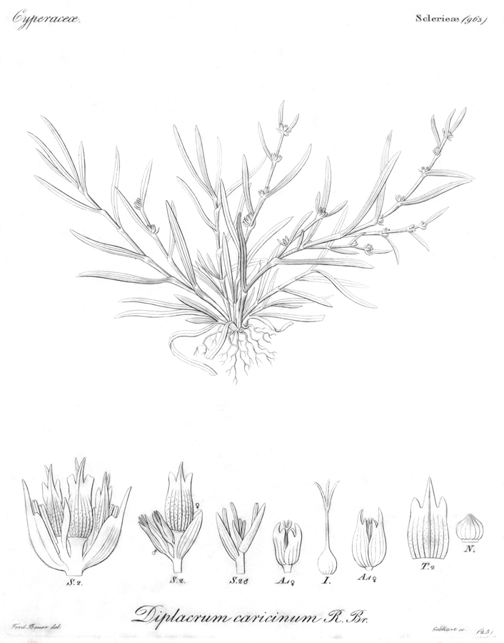 Cyperaceae Scleria caricinum