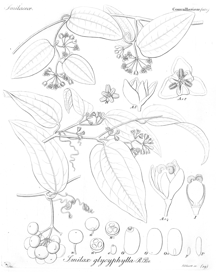 Smilacaceae Smilax glyciphylla