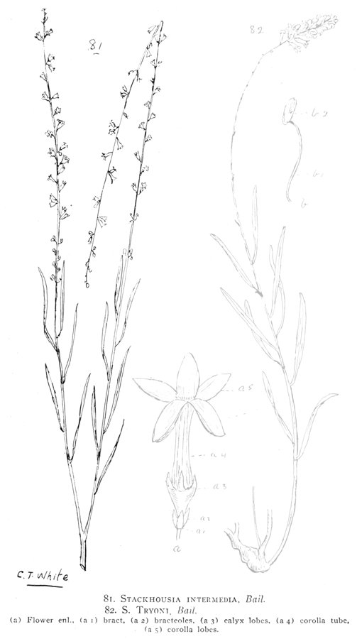 Celastraceae Stackhousia intermedia