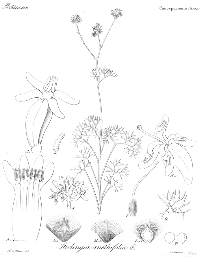Proteaceae Stirlingia anethifolia