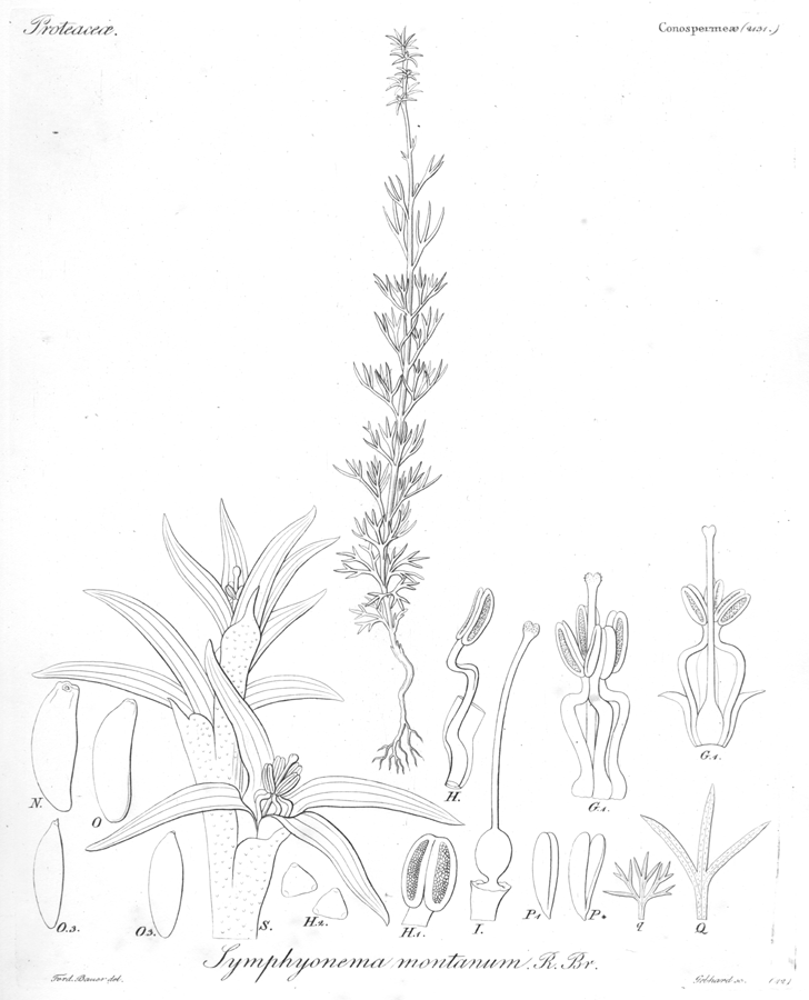 Proteaceae Symphionema montanum