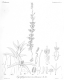 image of Symphionema montanum