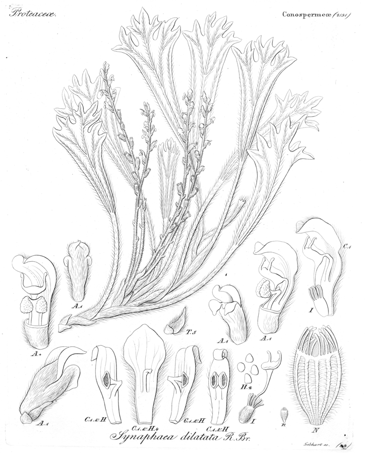 Proteaceae Synaphea dilatata