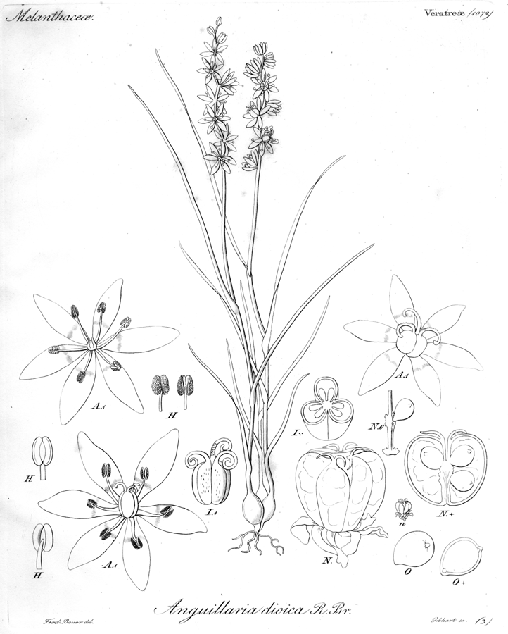 Colchicaceae Wurmbea dioica