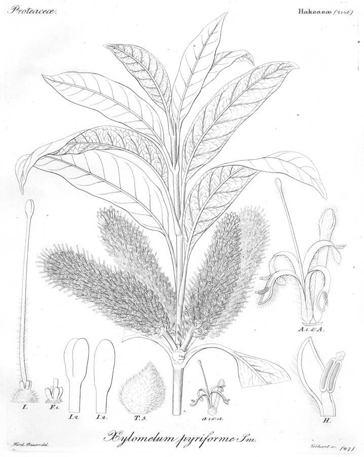 Proteaceae Xylomelum pyriforme