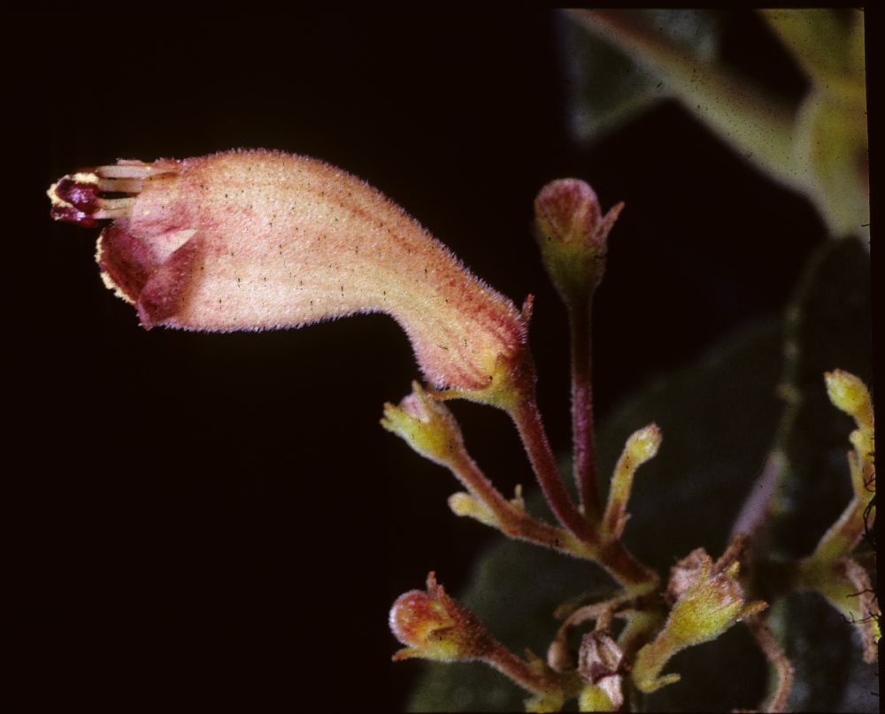 Gesneriaceae Pheidonocarpa corymbosa