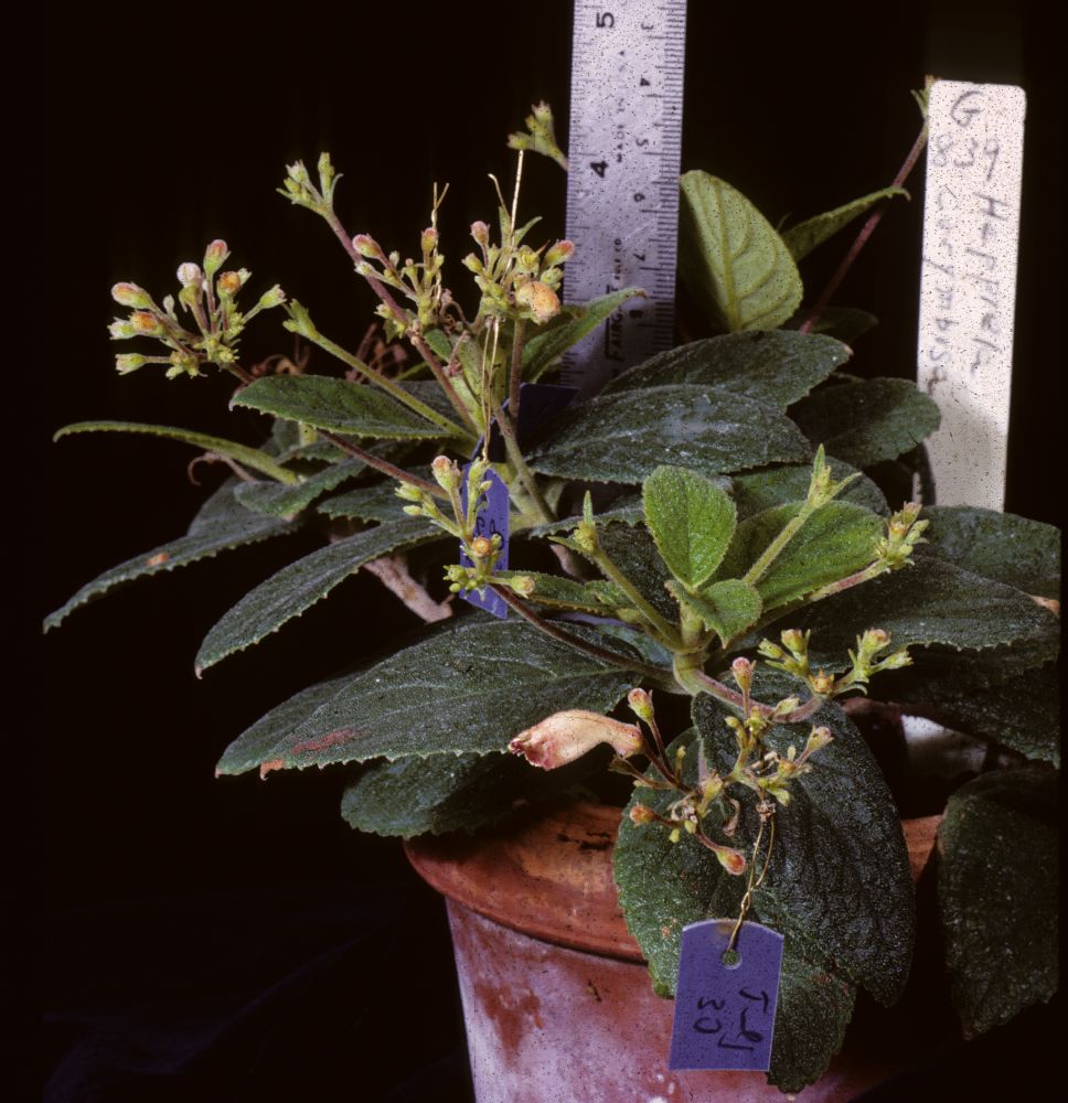 Gesneriaceae Pheidonocarpa corymbosa