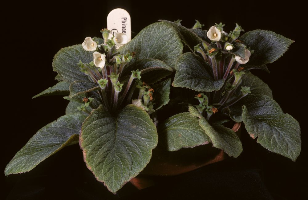 Gesneriaceae Phinaea multiflora