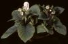 image of Phinaea multiflora