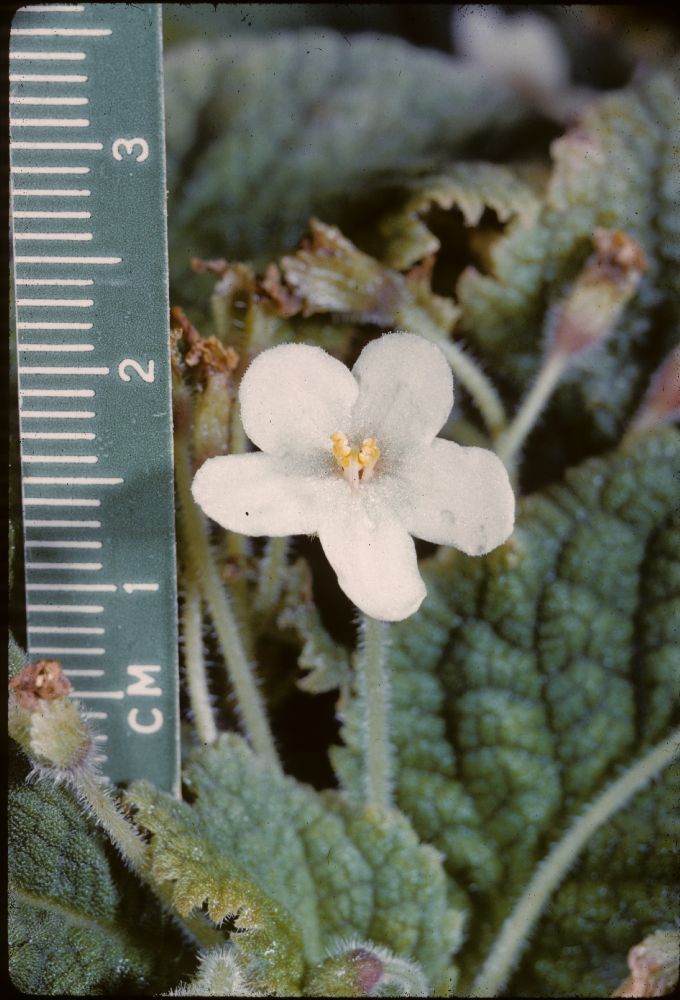 Gesneriaceae Phinaea repens