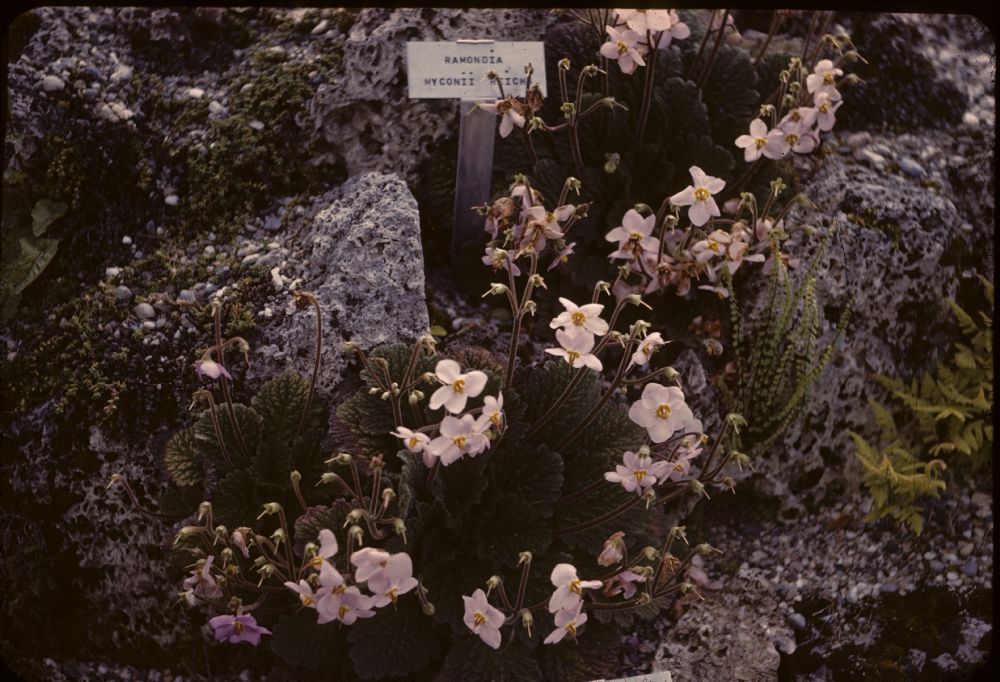 Gesneriaceae Ramonda myconii
