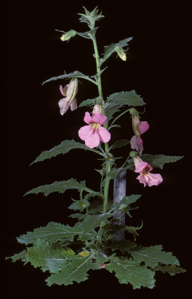 Scrophulariaceae Rehmannia elata