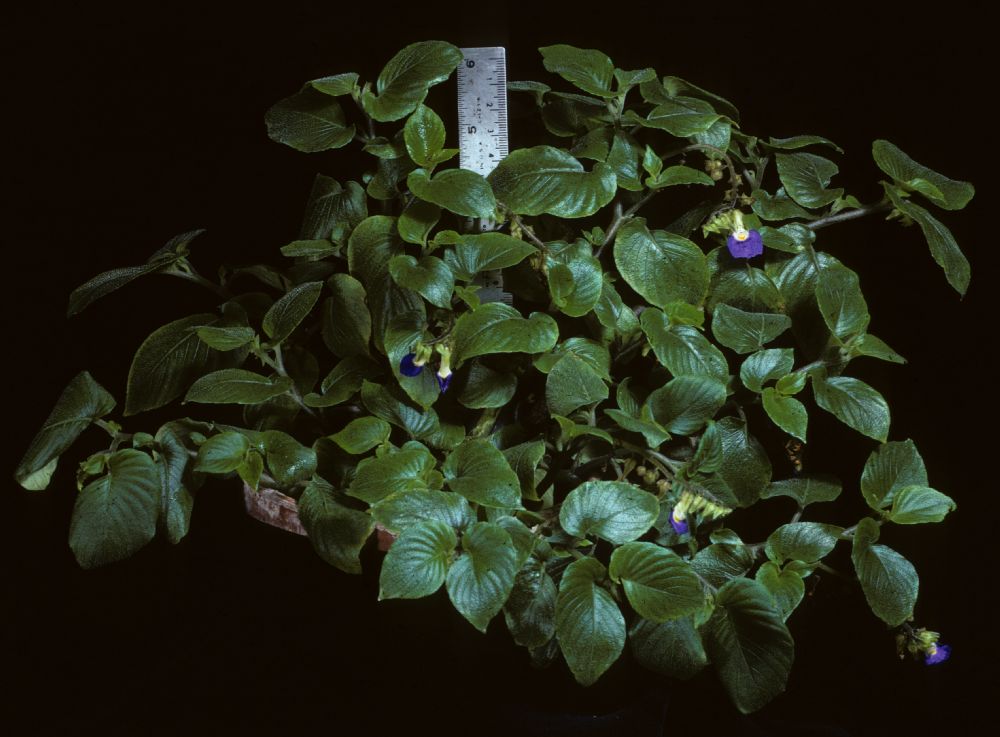 Gesneriaceae Rhynchoglossum notonianum