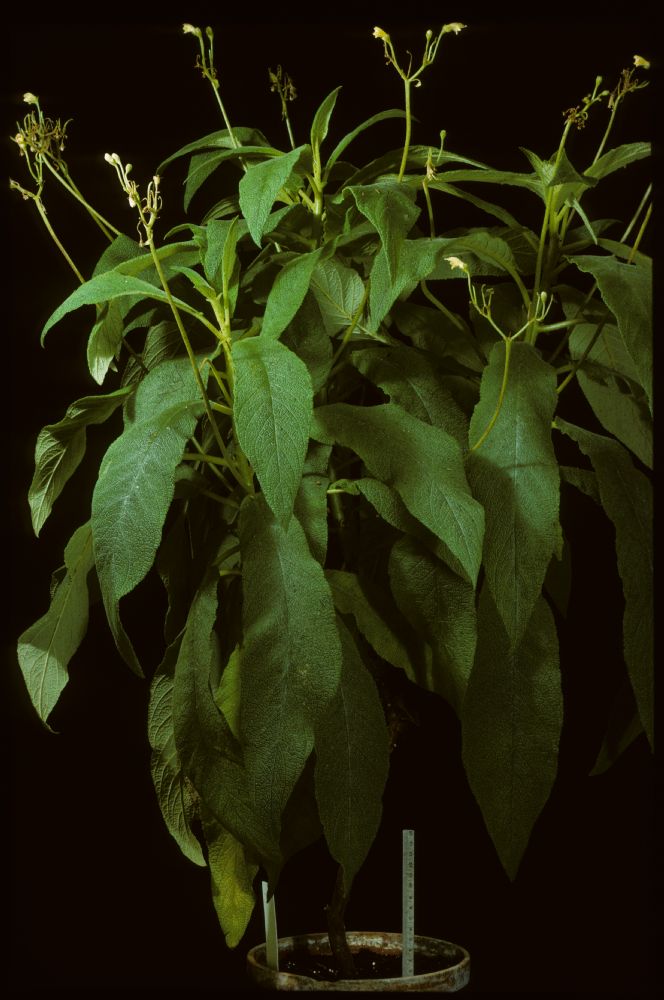 Gesneriaceae Rhytidophyllum auriculatum