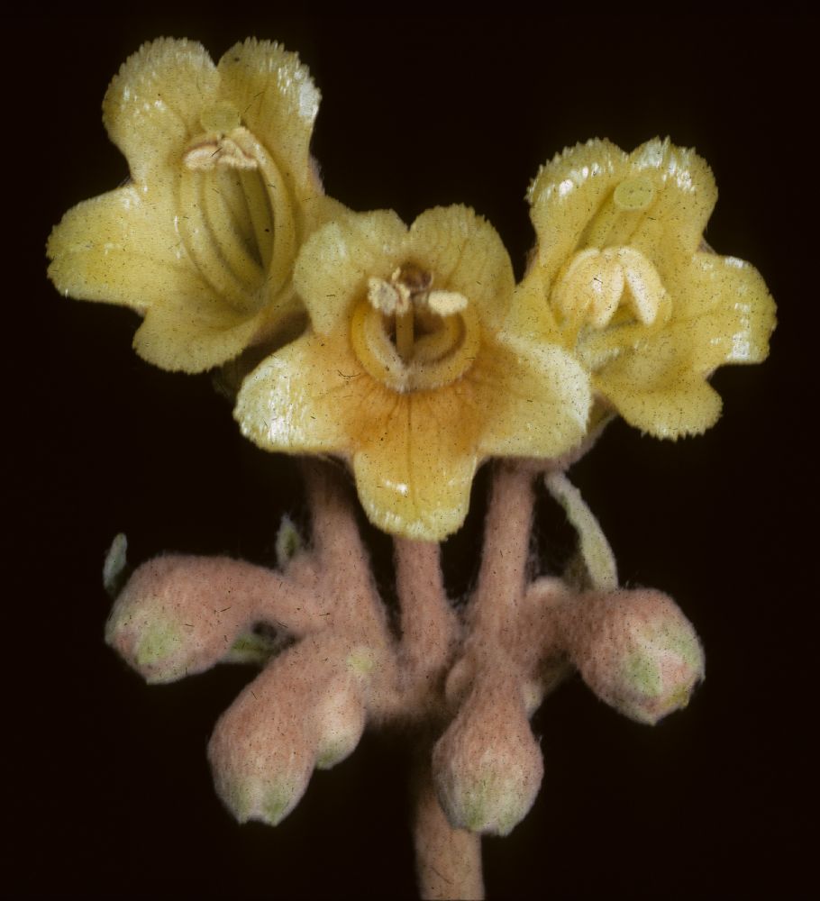 Gesneriaceae Rhytidophyllum leucomallon