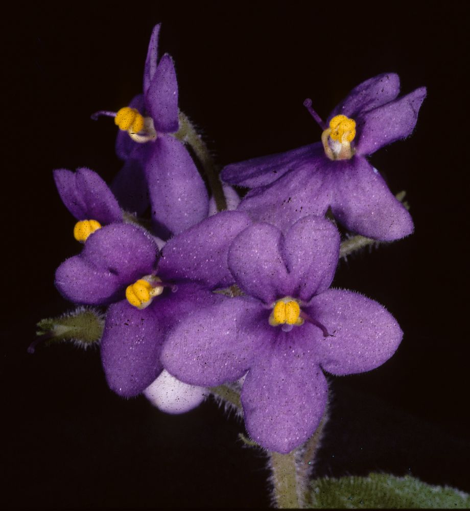 Gesneriaceae Saintpaulia grandifolia